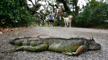Una iguana muerta tras caer de un árbol