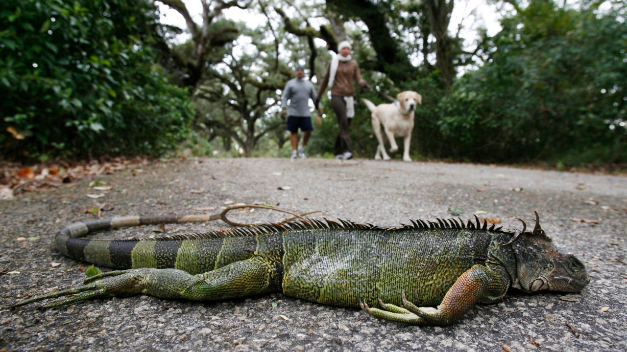 Putas En Florida