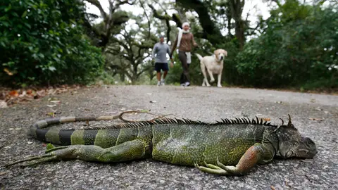 Una iguana muerta tras caer de un árbol Una iguana muerta tras caer de un árbol