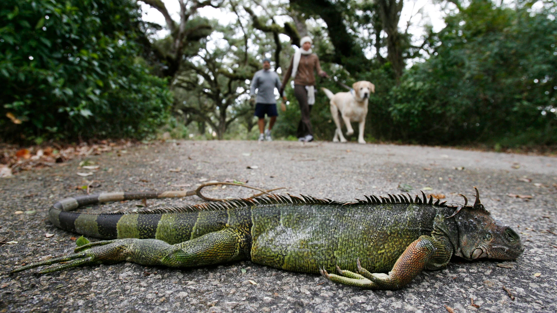 Una iguana muerta tras caer de un árbol Una iguana muerta tras caer de un árbol
