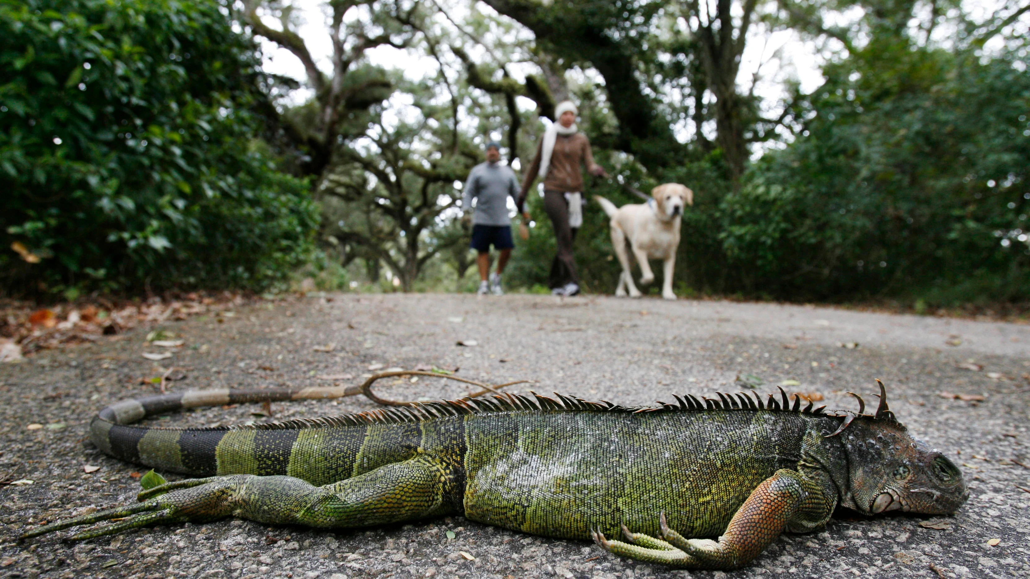 Una iguana muerta tras caer de un árbol Una iguana muerta tras caer de un árbol