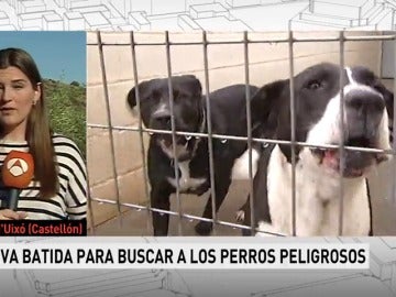 ataque de perros ataque de perros