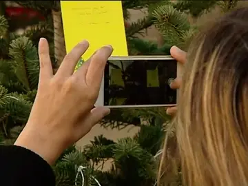 Òmnium habilita 'árboles amarillos' para apoyar a Junqueras Òmnium habilita 'árboles amarillos' para apoyar a Junqueras