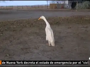 PATO PATO
