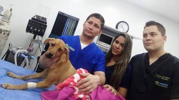 Lupita en el centro veterinario donde ha sido operada