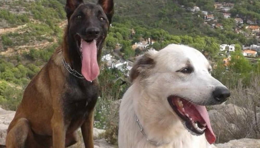 Nilo y Ossa, perros de la Unidad Canina de Búsqueda y Rescate de Castellón envenenados