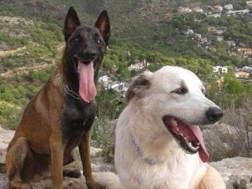 Nilo y Ossa, perros de la Unidad Canina de Búsqueda y Rescate de Castellón envenenados