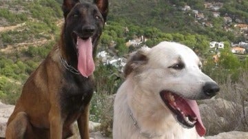 Nilo y Ossa, perros de la  Unidad Canina de Búsqueda y Rescate de Castellón envenenados