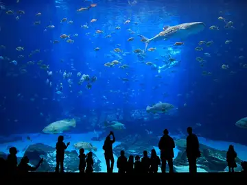 Poema del mar Poema del mar