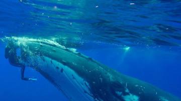 El momento en el que una ballena salva a una buceadora