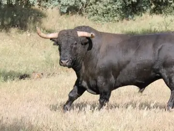Imagen de un toro Imagen de un toro