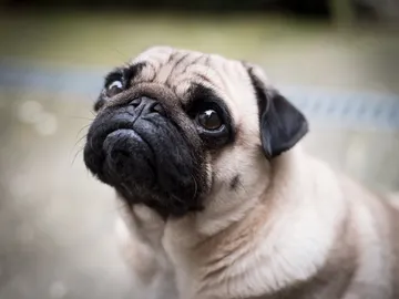 Carlino o Pug Carlino o Pug