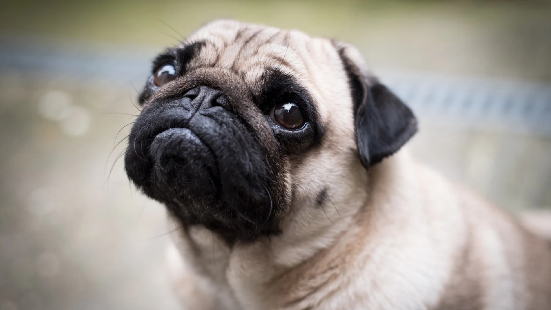 Carlino o Pug Carlino o Pug