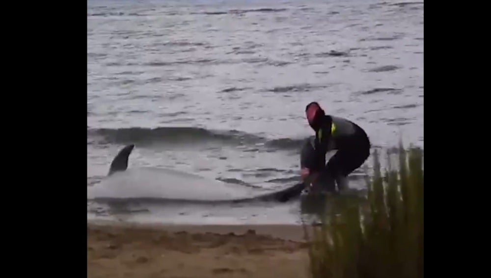 El mosso salvando al delfín