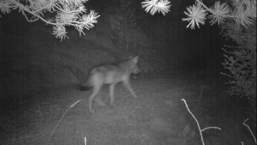 El lobo encontrado en Port del Comte