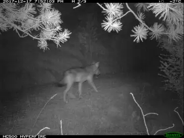 El lobo encontrado en Port del Comte El lobo encontrado en Port del Comte