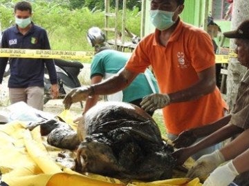 Varios operarios trasladan el cadáver del orangután 
