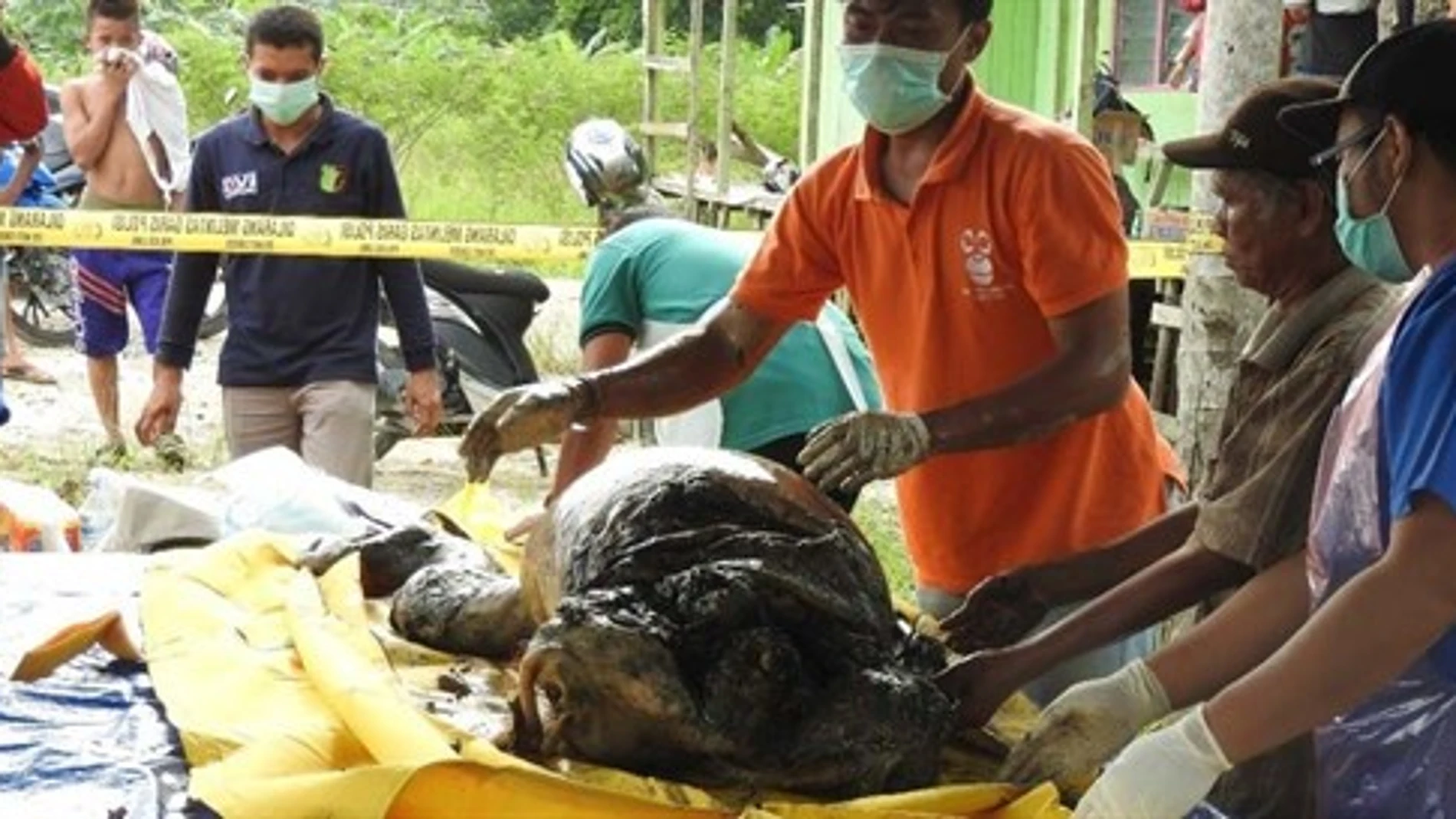Varios operarios trasladan el cadáver del orangután Varios operarios trasladan el cadáver del orangután