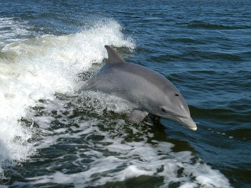 Delfines