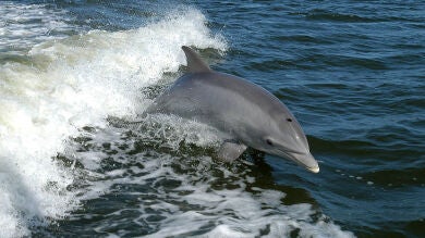 Dos delfines aparecen muertos en las costas andaluzas, uno en Huelva y otro en Granada
