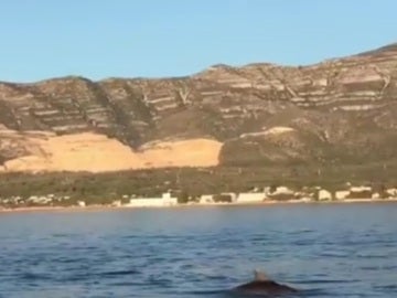 Delfines en San Carlos de la Rapita