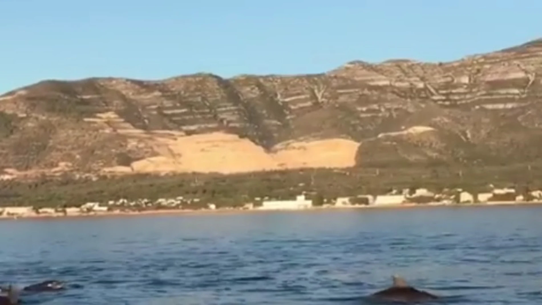 Delfines en San Carlos de la Rapita Delfines en San Carlos de la Rapita