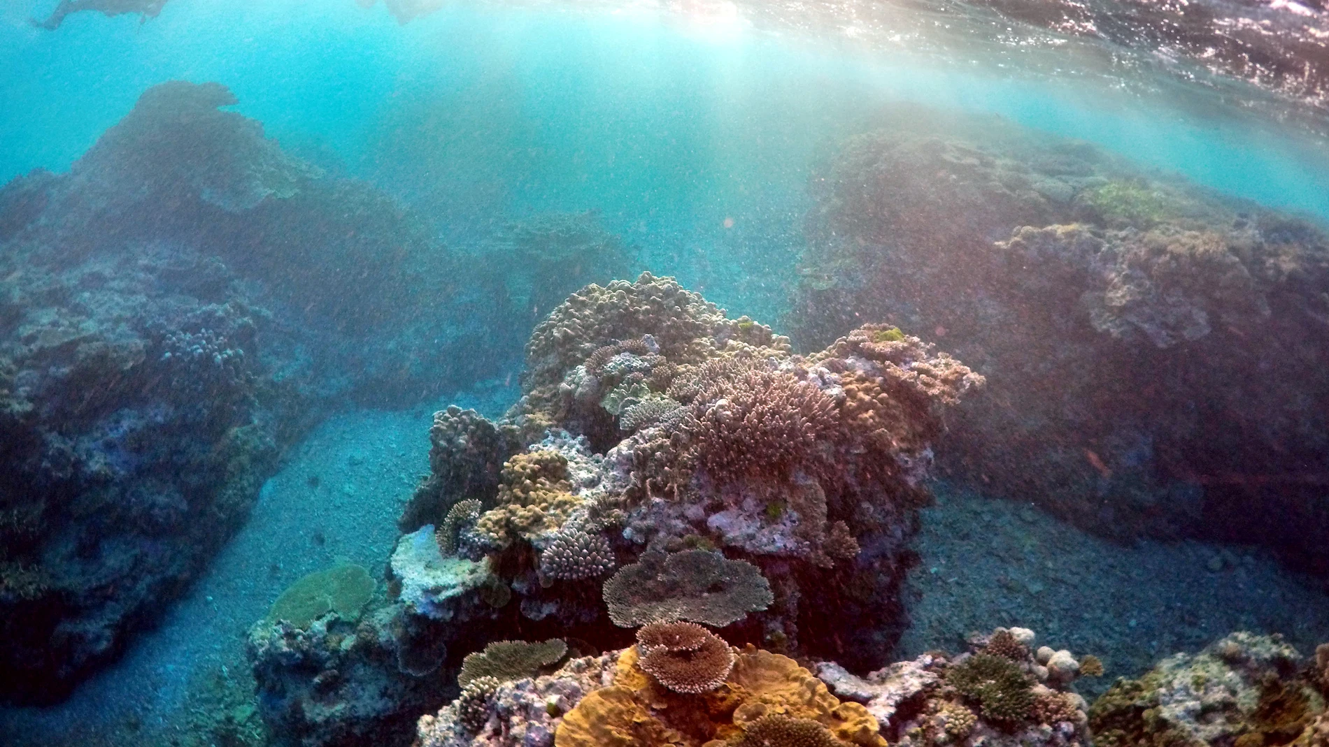 Gran Barrera de Coral Gran Barrera de Coral