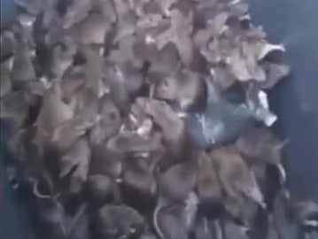 decenas de ratas en París