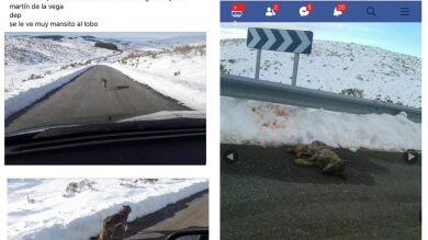 Atropella a un lobo en la carretera y sube una imagen a Facebook jactándose de ello