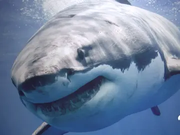 TIBURONES TIBURONES