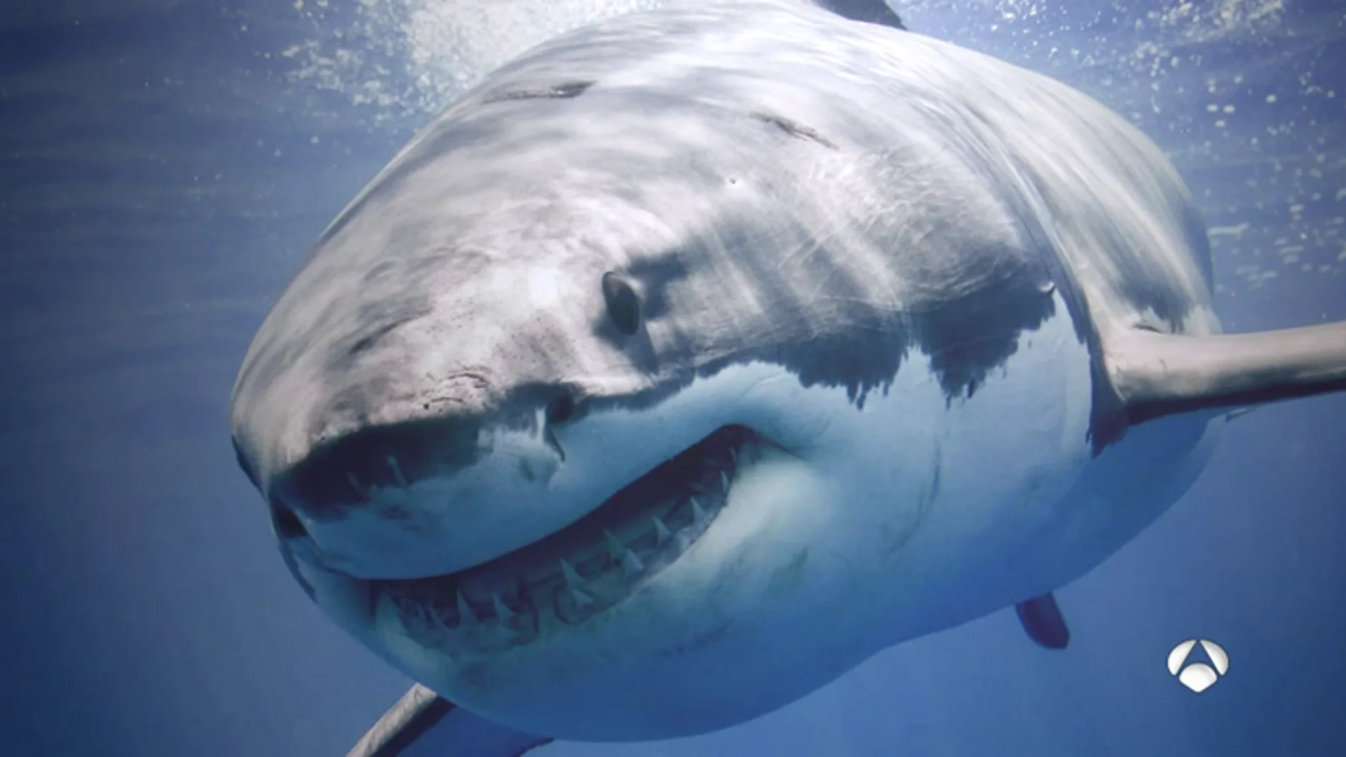 TIBURONES TIBURONES