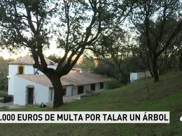 TALA_ARBOLES TALA_ARBOLES