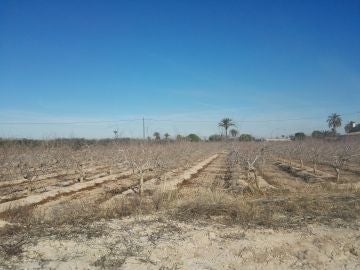 Arbolado en una finca agraria de Elche