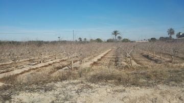 Arbolado en una finca agraria de Elche