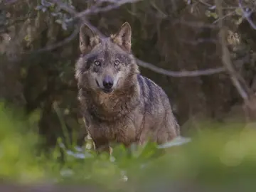 Imagen de archivo de un lobo Imagen de archivo de un lobo