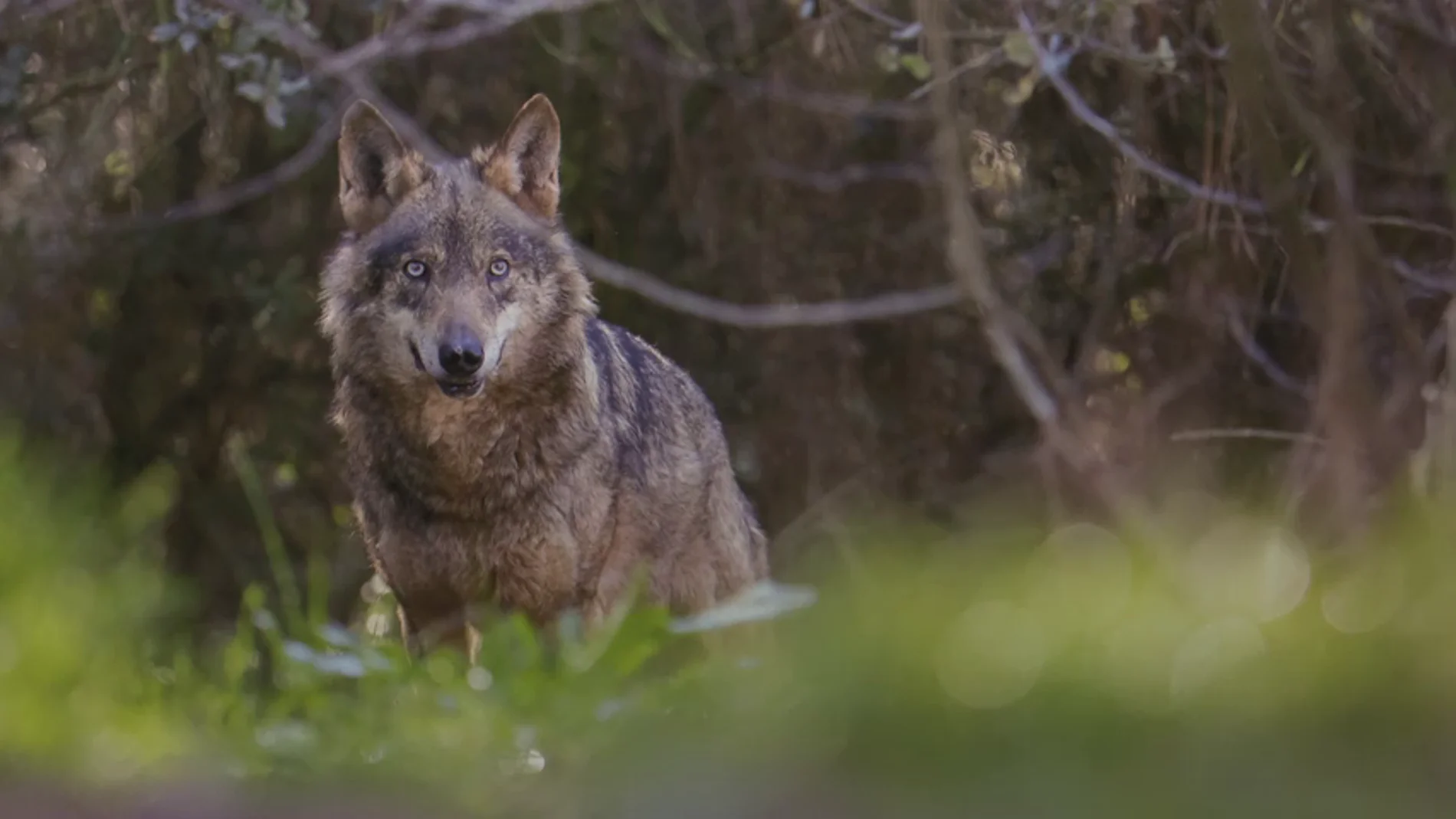 Imagen de archivo de un lobo Imagen de archivo de un lobo