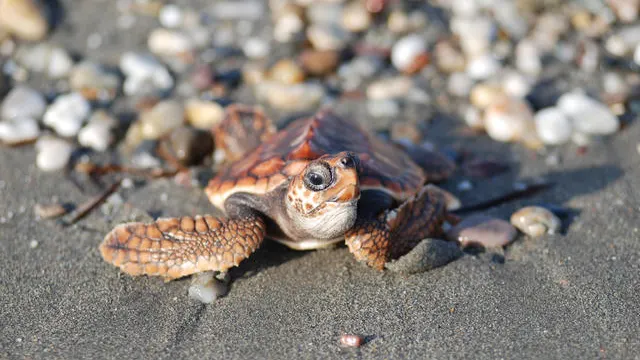 Tortuga boba Tortuga boba