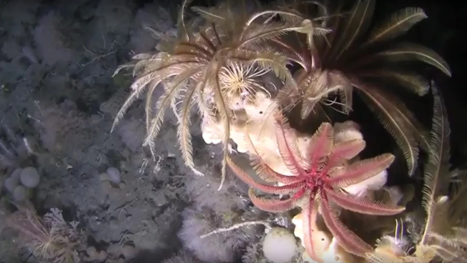 Una de las imágenes captadas por Greenpeace Una de las imágenes captadas por Greenpeace