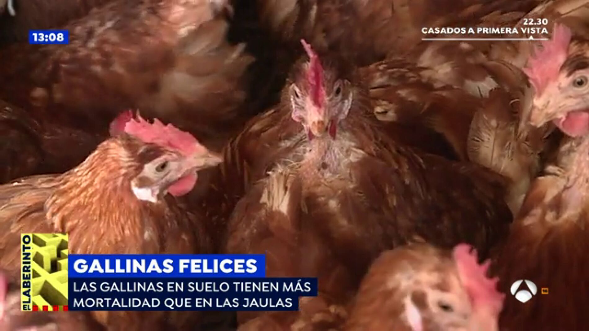 &iquest;Qu&eacute; huevo de gallina tiene mayor calidad?