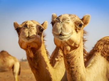 Camellos