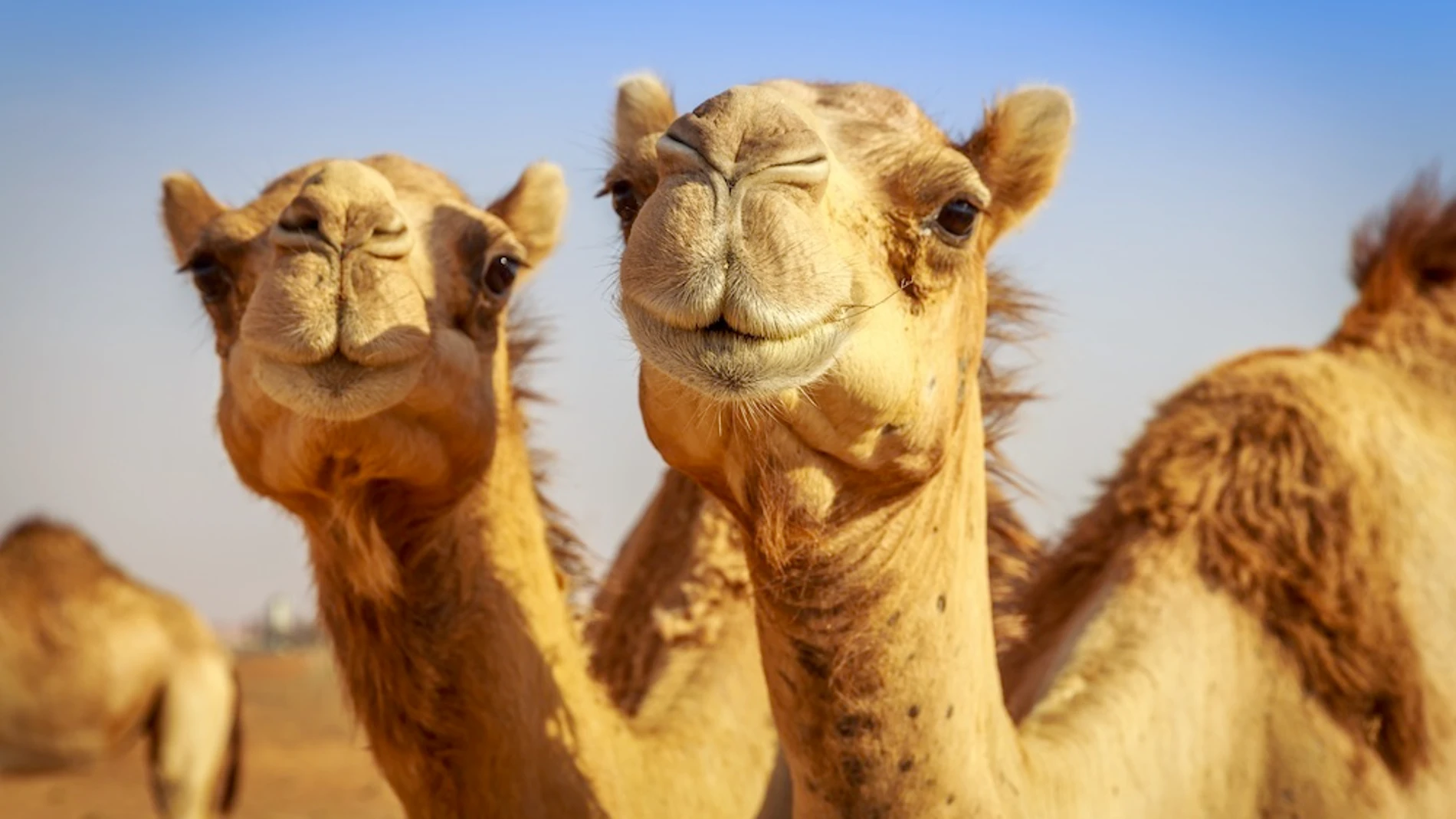 Camellos Camellos