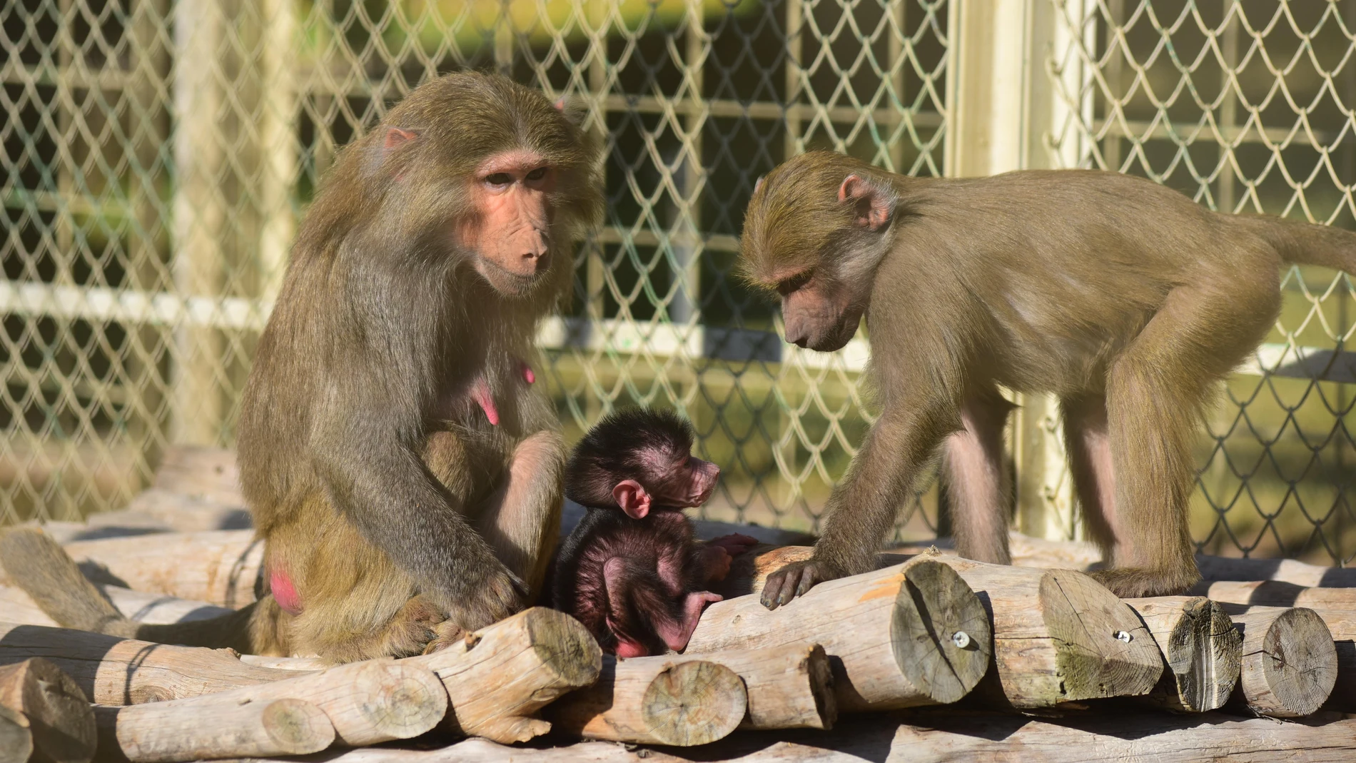 Monos babuinos Monos babuinos