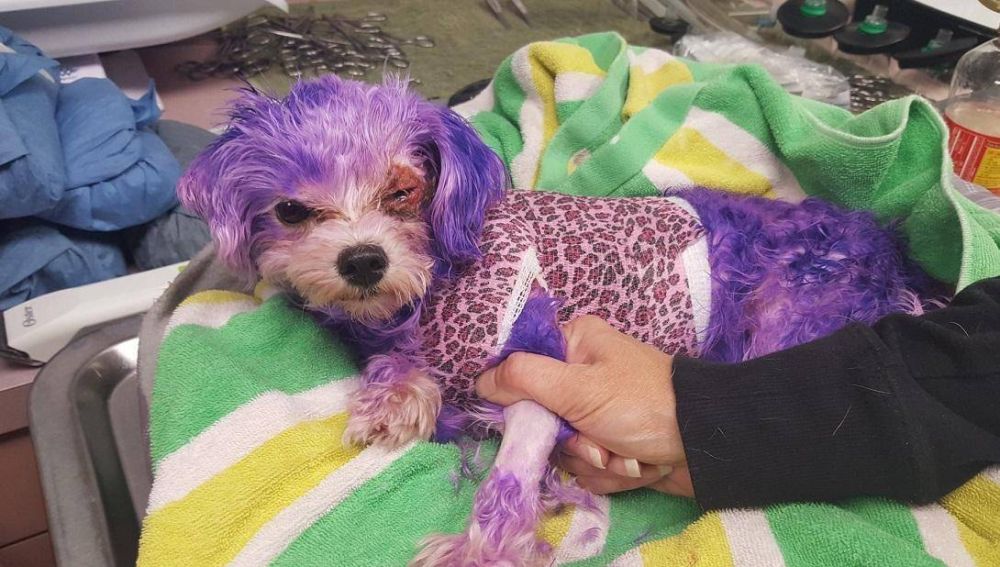 Violet, la perrita a la que tiñeron todo el pelaje de morado