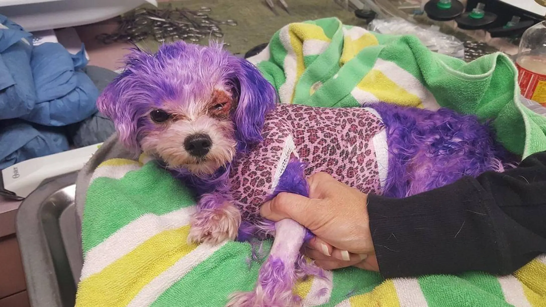 Violet, la perrita a la que tiñeron todo el pelaje de morado Violet, la perrita a la que tiñeron todo el pelaje de morado