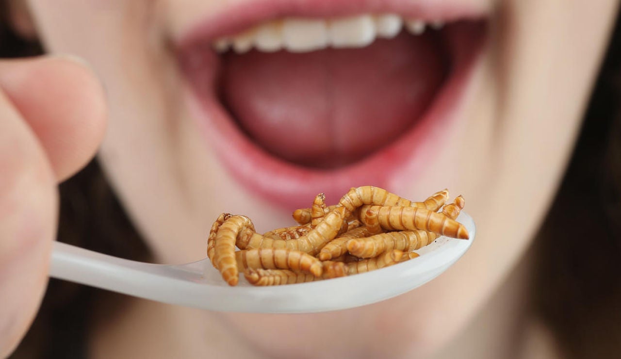 Comer insectos es saludable