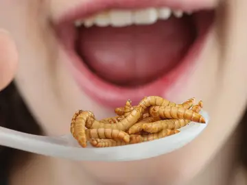 Comer insectos es saludable Comer insectos es saludable