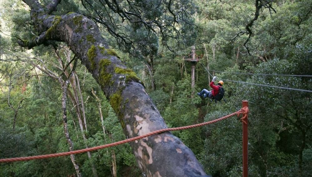 Canopy Tour