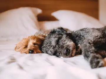 Estos son los nombres preferidos por los españoles para llamar a sus mascotas Estos son los nombres preferidos por los españoles para llamar a sus mascotas