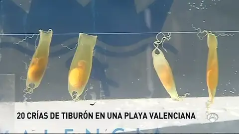 L'Oceanogràfic suelta 20 tiburones 'pintarroja' al mar tras criarlos a partir de "descartes de pesca" L'Oceanogràfic suelta 20 tiburones 'pintarroja' al mar tras criarlos a partir de "descartes de pesca"