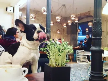 Un perro en un restaurante Un perro en un restaurante